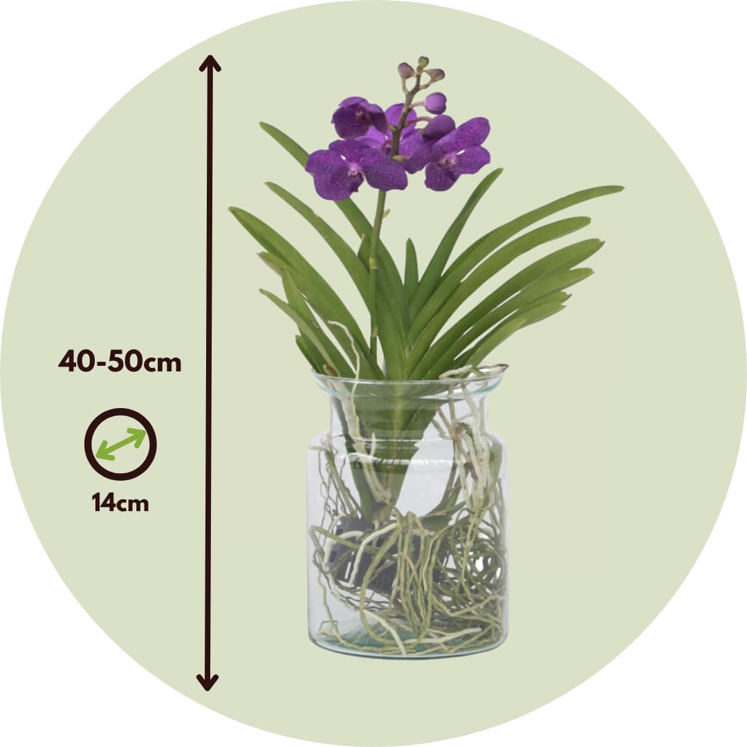 Plant in a Box - Vanda 'Bose' en jarrón - Orquídea - Azul - Altura 45 cm