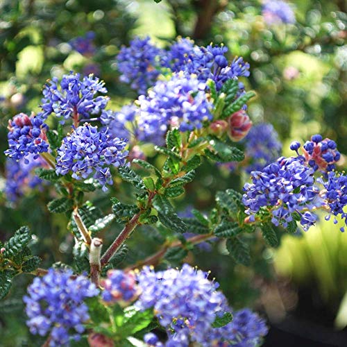 Ceanothus 'Puget Blue' Californian Lilac Evergreen Garden Shrub Plant in Pot (9cm Pot, 20-30cm)