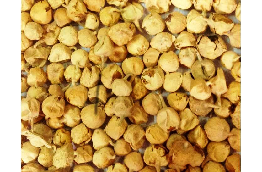 Miniatura 7 de Billion Deals Ayurveda Paneer Phool  Doda  DODI Withania Coagulans, bueno para la salud (8.82 oz)