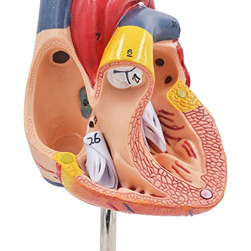 1: 1 Human Heart Model, Teaching Medical Model Anatomically Life Size Human Skeleton Anatomy for Science Classroom Study Display(Ship from The US)