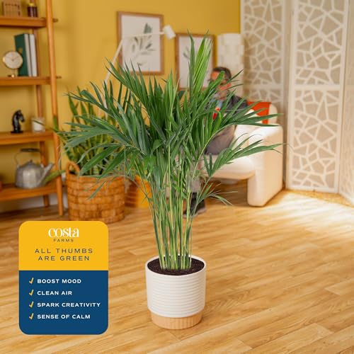 Image of Costa Farms Cat Palm Live Plant in Decorative Pot, Large Indoor Houseplant, Perfect for Home, Room, or Office Decor, Great House Warming or Birthday Gift, 3-4 Feet Tall