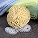 Neptune Natural Sea Wool Sponge - All Natural Honeycomb Renewable Sea Sponge, Medium, Approx. 4 Inches