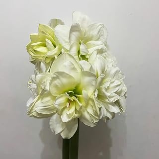 2pcs White Amaryllis Bulbs Garden Flower Bulbs Do Not Require Much Care Decorate Flower Beds and Window Boxes Has Ornamental Value