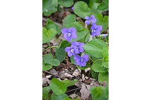 Viola Sororia Common Blue Violet: Flourishing Blue Beauties