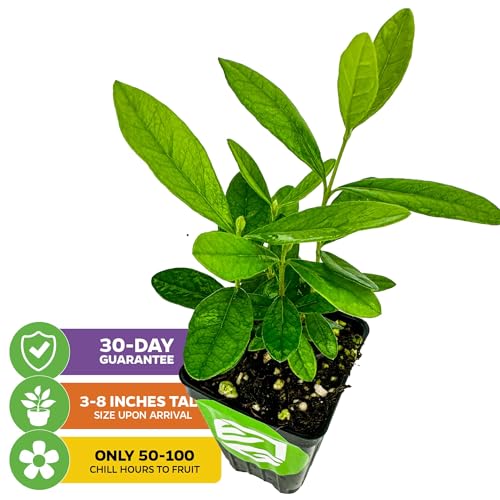 Pineapple Guava (Feijoa) Live Plant - ACCA sellowiana by Wellspring Gardens - Tropical Pineapple Guava Fresh Fruit Bearing Trees - Organic Starter Live Plants for Gardening and Planting Outdoor