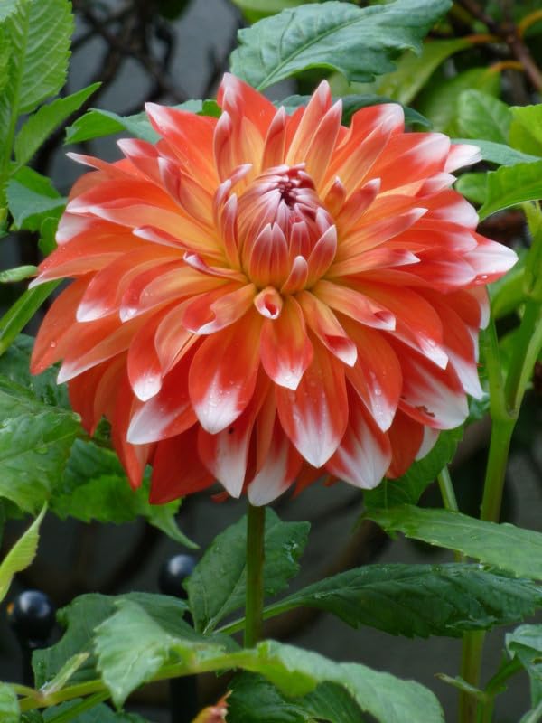 Radha Krishna Agriculture Dahlia Imported Flowers Bulb For All Season Pot And Home Garden | Orange Flower Bulbs For Indoor/Outdoor Home Gardening Pack Of 1 Bulb. (B0CLV3RBBX) Amazon Price History, Amazon Price Tracker
