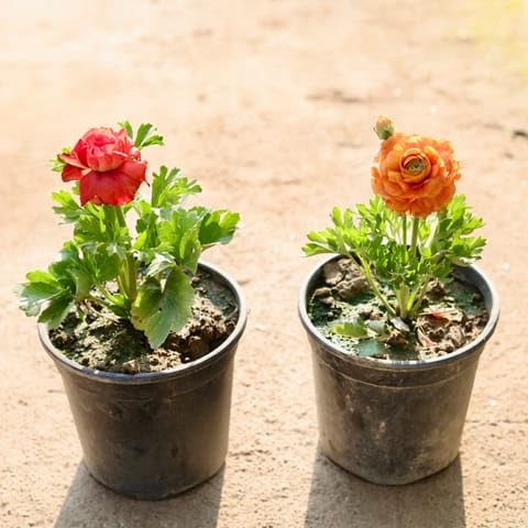 Bedroom Plants Set of 2 - Ranunculus/Buttercup (Any Colour) in 6 Inch Nursery Pot-image-48