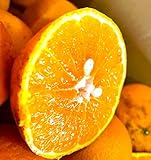 愛媛産 農家さんもぐ�