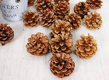 BIG14cm100個やすの松ぼっくり Amazon.co.jp: Supla 高さ5インチ~6インチ 天然松ぼっくり 巨大