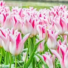 100pcs Pink White Tulip Flower Seeds
