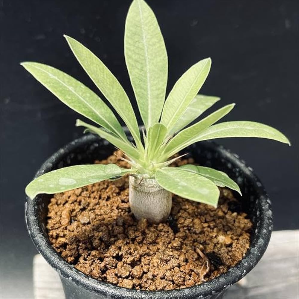 Amazon｜コーデックス：パキポディウム デンシフローラム