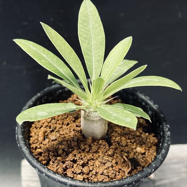 ☆パキポディウム セット（マカイエンセ&サンデルシー）☆ パキポディウム・マカイエンセ | trigger