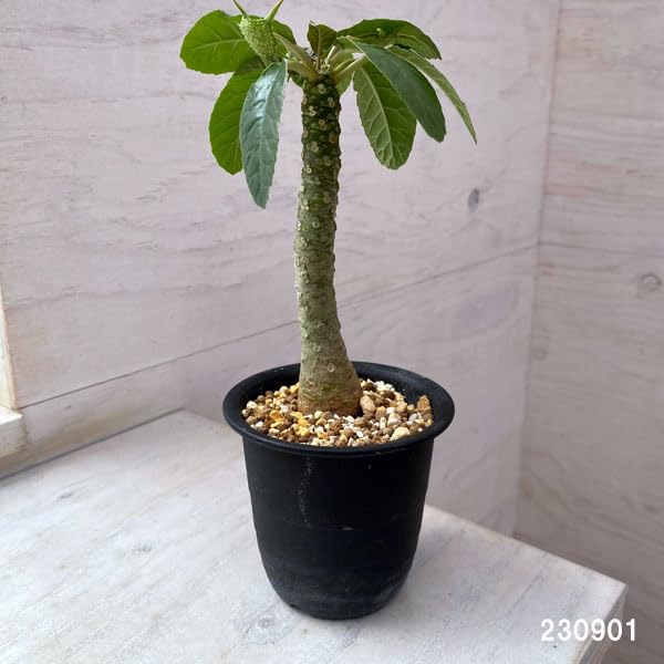 ダブルヘッド 2頭 ドルステニア フォエチダ 観葉植物 観葉植物 ダブルヘッド 2頭 ドルステニア フォエチダ 観葉植物