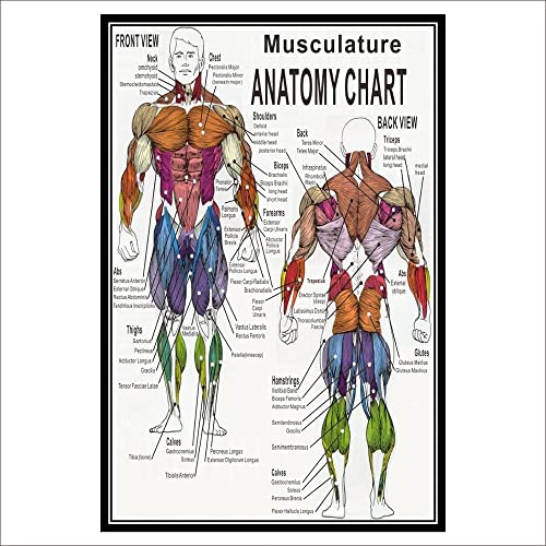 GatherTOOL 1PC Muscular System Anatomical Poster Muscle Anatomy Chart Anatomical Chart Human Body Educational for Human Anatomy Poster (Color : English Edition, Size : 30x45cm No Frame)