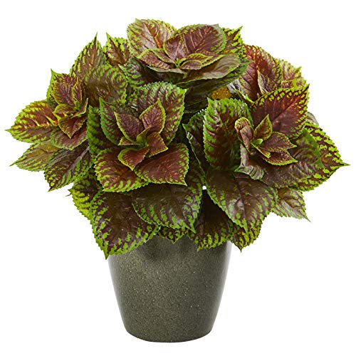 Agriculo Coleus Live Natural Plant (Pot Included) (B08NZW3C33) Amazon Price History, Amazon Price Tracker