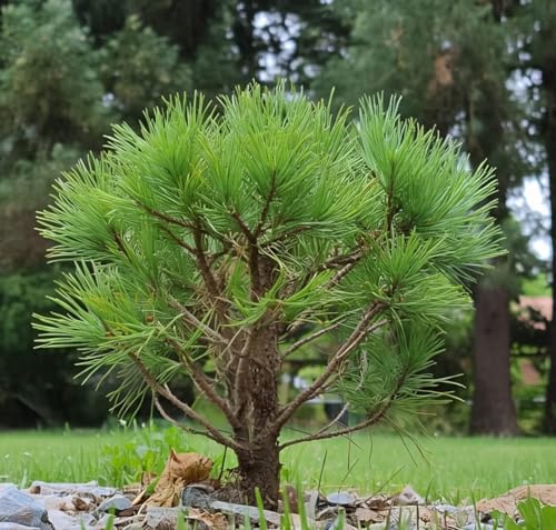 Pine Live plant (Himalayan Plant) Ornamental Plant with black pot Height ||23-25 cm|| for home gardening