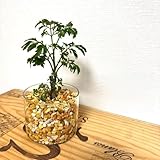 M ポリシャス タイワンモミジ 観葉植物 ハイドロカルチャー 防虫