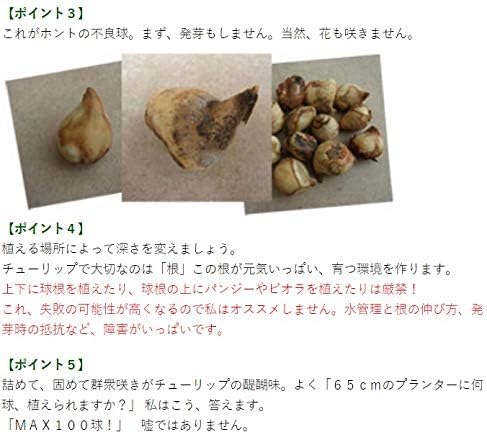 Amazon チューリップ アンジェリケ 八重咲き 5球パック 秋植え 冬植え 春咲き 球根 イングリッシュガーデン 球根 Amazon チューリップ アンジェリケ 八重咲き 5球パック 秋植え 冬植え 春咲き 球根 イングリッシュガーデン 球根