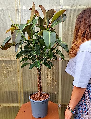 POWERS TO FLOWERS - FICUS ROBUSTA MELANY ALBERELLO, pianta vera