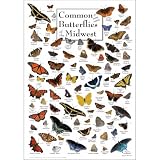 Earth Sky + Water - Common Butterflies of the Midwest - Poster 19″ X 27″