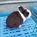 GKYZBB 6 Pcs Rabbit Cage Mats,Mat for Wire Floor,Cages Plastic Bunny Feet Pad Playpen Feet Mats Floor Feet Pads for Rabbits,Bunnies Chinchillas Guinea Pigs and Other Small Animals