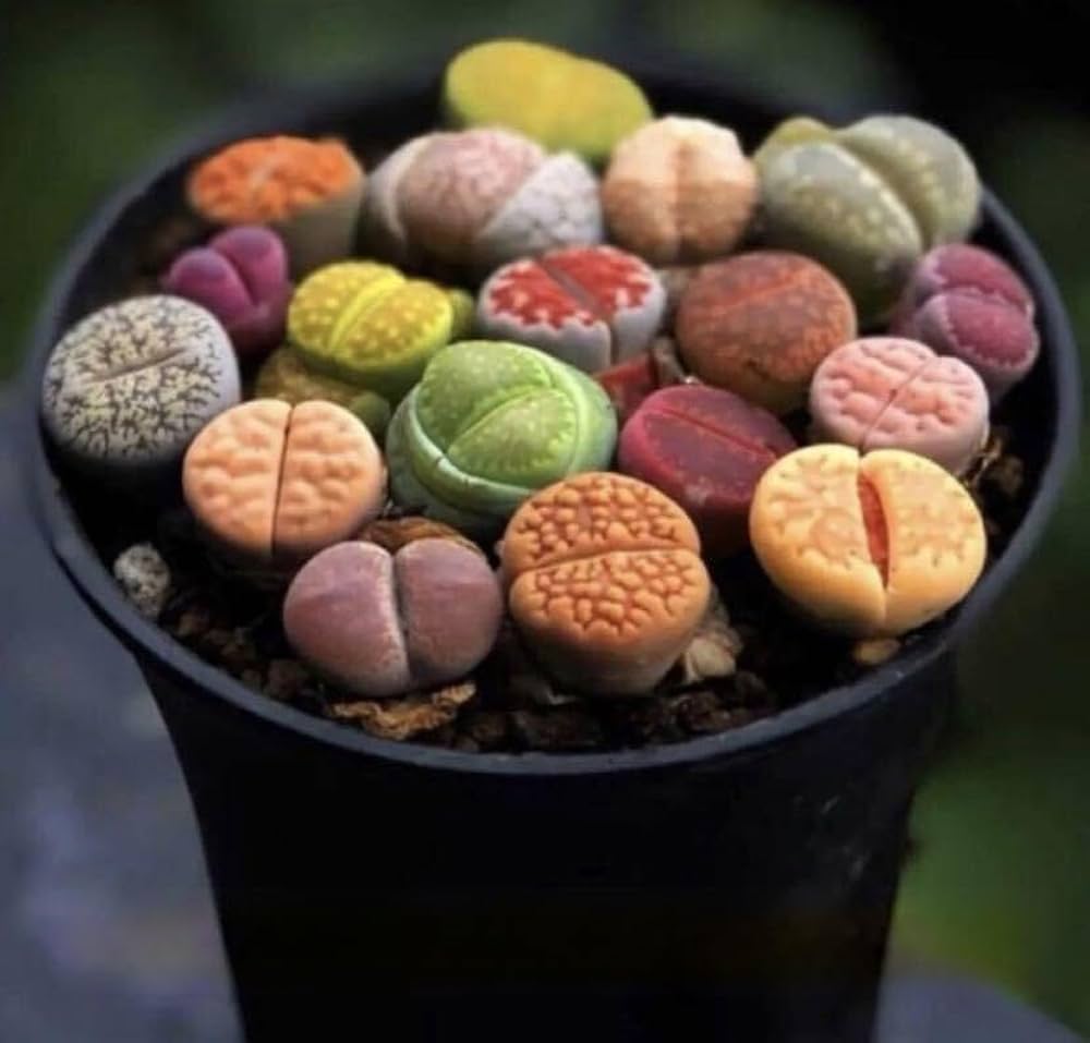 土なしS1、4、91、96、99 20品種入り 多肉植物リトープス 抜き苗 土