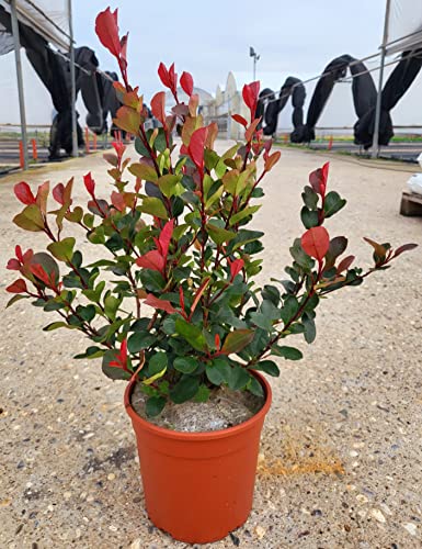 POWERS TO FLOWERS - PHOTINIA LITTLE RED ROBIN, FOTINIA NANA, 10 PIANTE, PIANTA PER SIEPE, VASO 17CM DIAMETRO, ALTEZZA MINIMA 50CM, piante vere