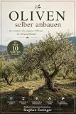 Oliven selber anbauen: So erntest du eigene Oliven in Deutschland
