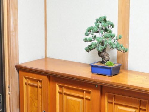 極上五葉松 開店祝い 大型 高級 【屋外スタンド】 鉢植え ギフト