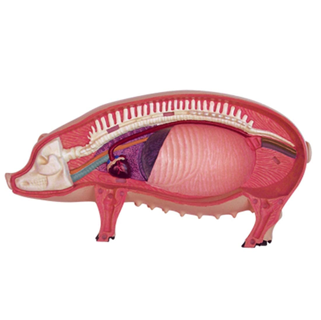 Modelo Ensamblaje Simulación Cerdo Modelo Anatómico Anatomía Biología Animal Órgano 15,6 8,8 7,7 Cm