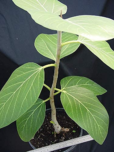 gross Banyan/Banian/Epiphyte/Urostigma Bargad Live Plant