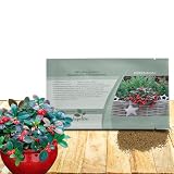 Outsidepride Wintergreen Seeds - 500 Pcs. Perennial, Cold-Tolerant & Low Maintenance, Ground Cover Seeds for Planting Sweet, White Bell-Shaped Blooms for Versatile Uses & Pollinator Gardens