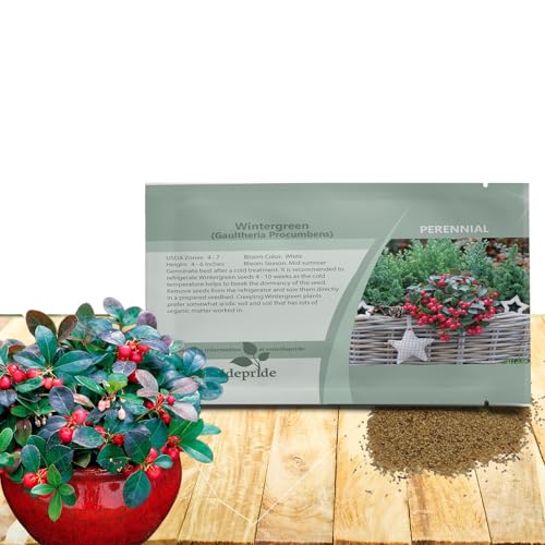 Outsidepride Wintergreen Seeds - 1000 Pcs. Perennial, Cold-Tolerant & Low Maintenance, Ground Cover Seeds for Planting Sweet, White Bell-Shaped Blooms for Versatile Uses & Pollinator Gardens Outsidepride Wintergreen Seeds - 1000 Pcs. Perennial, Cold-Tolerant & Low Maintenance, Ground Cover Seeds for Planting Sweet, White Bell-Shaped Blooms for Versatile Uses & Pollinator Gardens