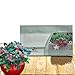 Outsidepride Wintergreen - 500 Seeds