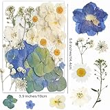 Zoom IMG-2 youthbro 26 fiori secchi pressati Zoom IMG-2 youthbro 26 fiori secchi pressati