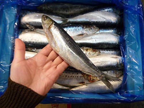 Amazon 北海道産 特大のプレミアムサイズ いわし 甘塩 ４ｋｇ 35尾 鰯 イワシ いわし 味通ネットワーク 鮮魚 通販