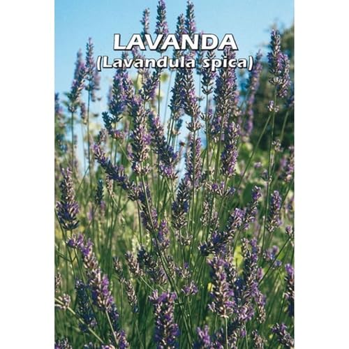 LAVANDA (Lavandula spica) (SEMI)