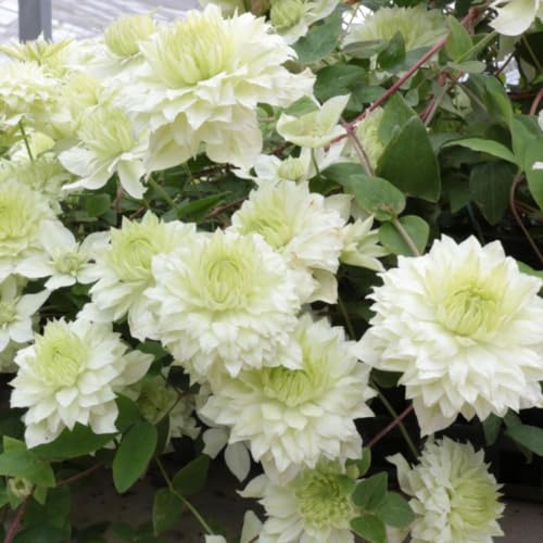 Clematis Florida 'Manju' - Unique Japanese Cultivar - Whitish Creamy-Green Blooms - Vigorous Climber - Flowers from Late Spring to Early Autumn - 1x 9cm Potted Plants by Thompson & Morgan