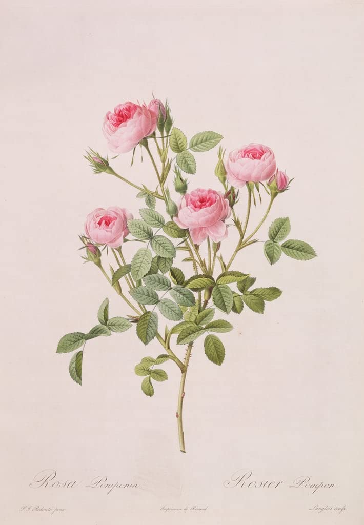 YURKO Watercolor Artwork Reproduction Artwork Dipinti famosi Rosa pomponia By Pierre Joseph Redouté for Home Decor 60x90cm