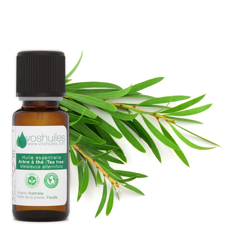 Huile Essentielle d'Arbre à Thé - Tea Tree - 100% Pure et Naturelle - HEBBD et ECOCERT - Parfum Légèrement Piquant, Citronné, Boisé et Terreux - 10 ml - VOSHUILES
