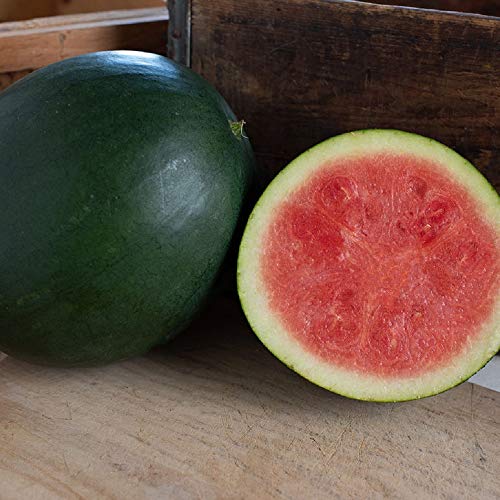 David's Garden Seeds Fruit Watermelon (Seedless) Chubbiness 3397 (Red) 25 Non-GMO, Hybrid Seeds