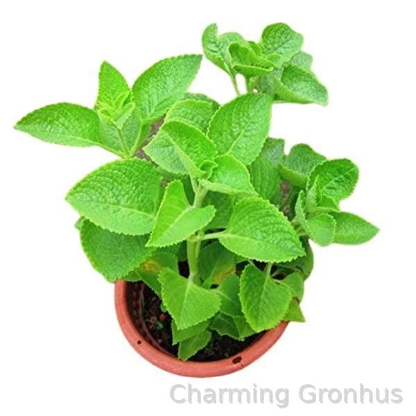 See full amazon price history chart for Charming Gronhus Live with Beauty Ajwain Omavalli Karpooravalli Live Plant With Black Plastic Pot Charming Gronhus Live with Beauty Ajwain Omavalli Karpooravalli Live Plant With Black Plastic Pot (B0CQZKVV6Z) Amazon Price History, Amazon Price Tracker