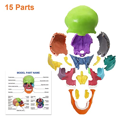 Anatomy Skull Model Aliwovo Human Anatomical Skull 15-Parts Puzzle Mini Colorful Medical Model With Color Study Manual, Teaching-Learning Tool #TOP2