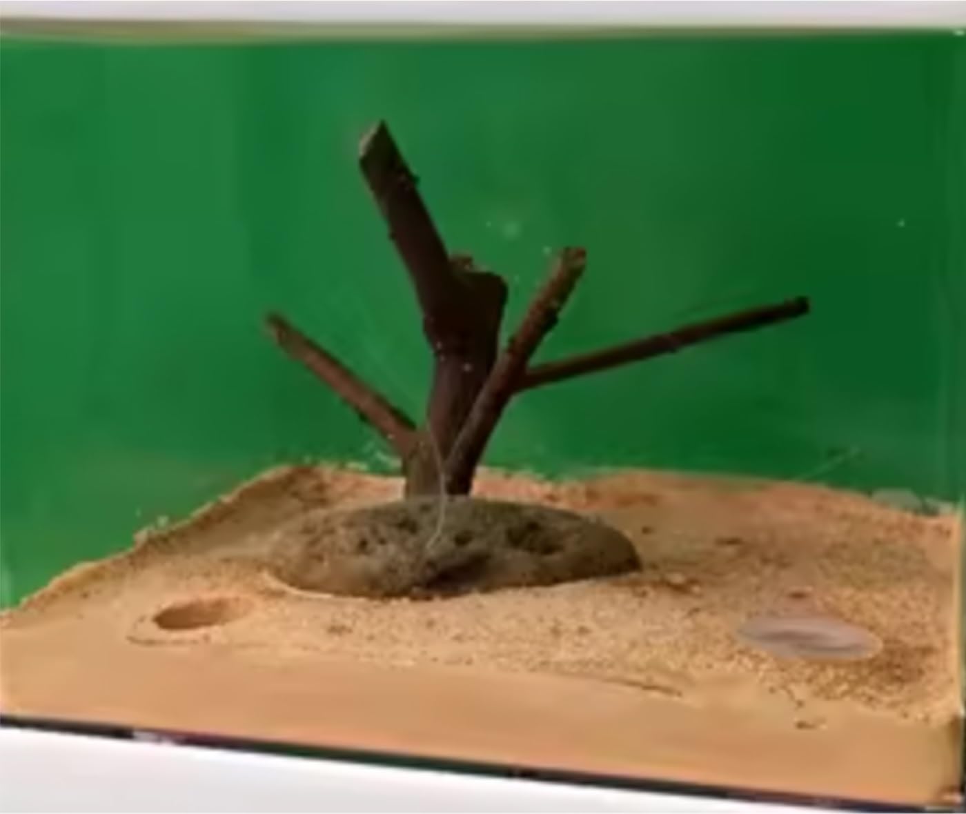 Gypsum Ant Castle