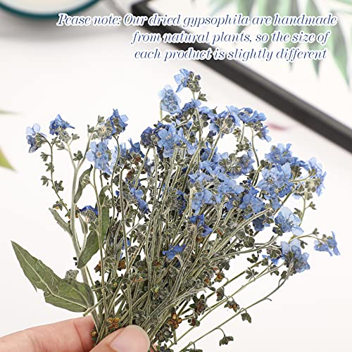 200 Piezas Flores Secas Natural Olvídame Azul miniatura 3