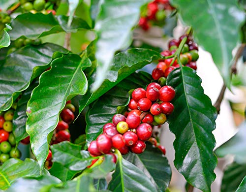 Two Arabica Coffee Bean Plant 4" Pot Grow & Brew Your Own Coffee Beans