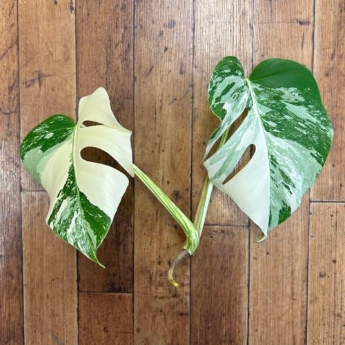 モンステラ ホワイトタイガー」の人気商品一覧 | 安い商品を通販サイト