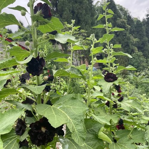 semi di malvarosa resistenti da balcone perenni resistenti di malvarosa tappezzante da giardino, 300pcs