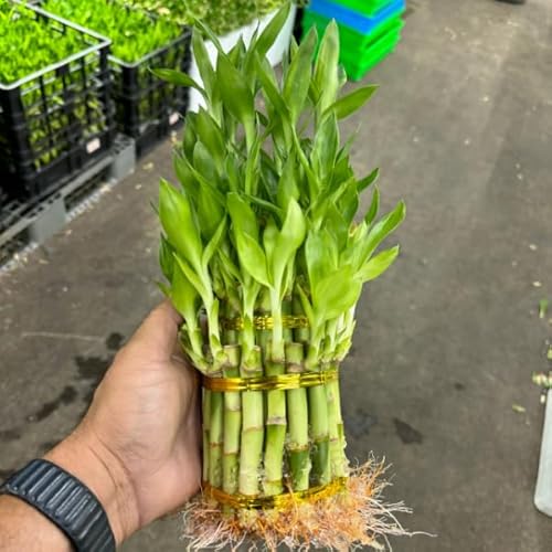 Ny City Succulents Live Two Tier Lucky Bamboo Plant - Bundle Of 15 Stalks - Easy To Grow, Air Purifying, Live Indoor Houseplants Flowers For Home Office Wedding Decor & Giftable thumb #3