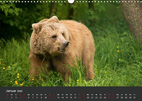 Die grossen Bärentatzen (Wandkalender 2020 DIN A3 quer): Spezielle Bilder von Bären in freier Wildbahn und vom Tierschutz geretteten Tieren. (Monatskalender, 14 Seiten ) (CALVENDO Tiere) Calendar – 1 April 2019 - Image 3